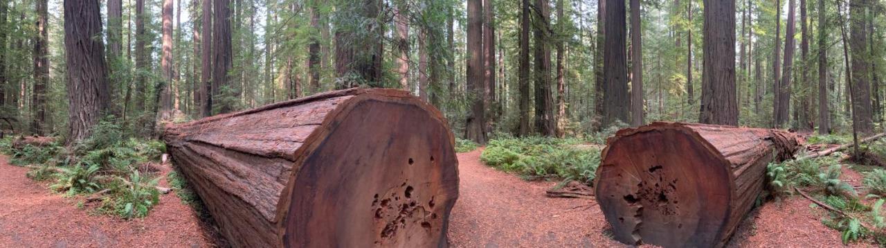 Glamping In The Redwoods With A Hot Tub! Hotel Garberville Buitenkant foto