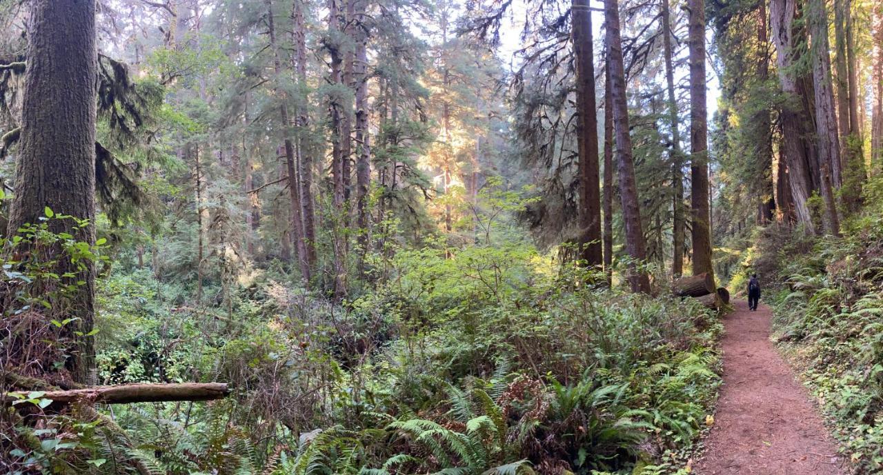 Glamping In The Redwoods With A Hot Tub! Hotel Garberville Buitenkant foto